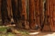 Sequoia National Park Sequoia National Park trees
