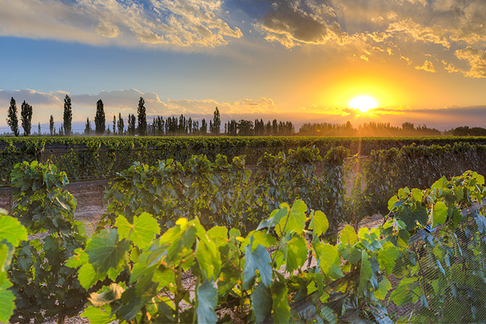 Malbec grape winderies in Mendoza, Argentina