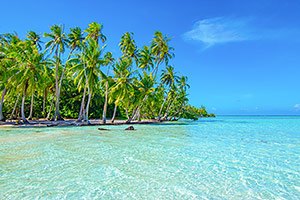 Palm trees in Tahaa