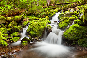 Waterfall, Olympic National Park, Washington