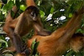 Tortuguero National Park