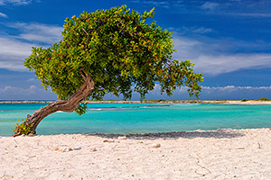 Aruba Divi-Divi Tree