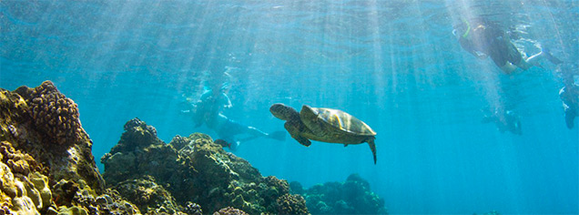 Cruise Hawaii Packages