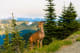 Washington Deer in Olympic National Park