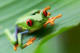 Costa Rica Red-eyed tree frog