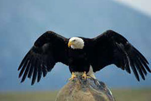 American Bald Eagle on the river