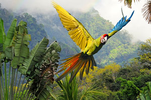 Macaws in flight