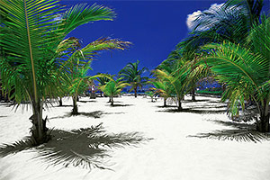 Palms on Cozumel
