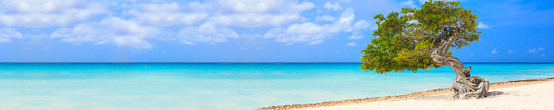 Divi Divi tree on Aruba beach