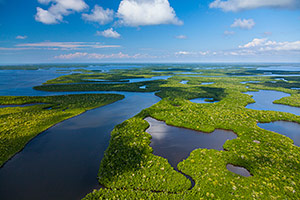 Aerial view of Everglades