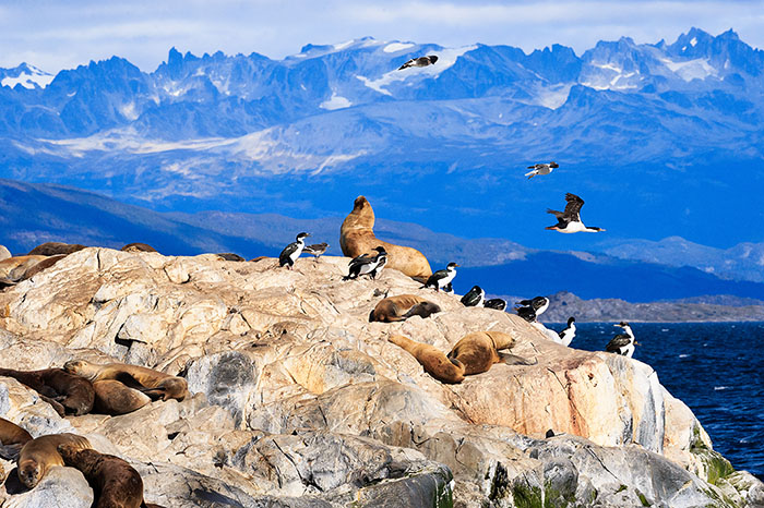 Penguins and Seals, Tierra del Fuego, Argentina
