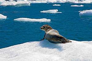 Seal on iceburg, Iceland Pro Cruises