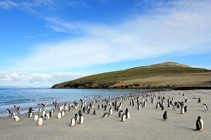 Penguins on the Beach, Falkland Islands
