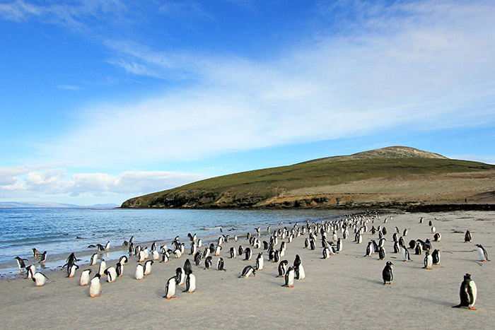 Penguins on the beach, Falkland Islands