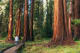 Sequoia National Park Hiker and Giant sequoia trees