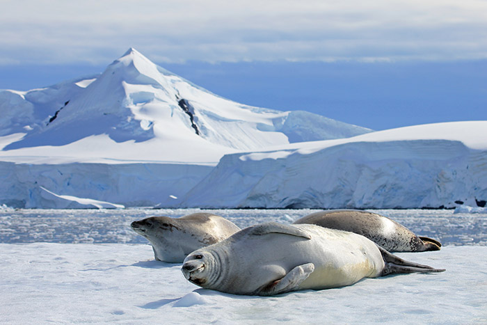 Antarctic Peninsula - Crabeater Seals on Ice Floe