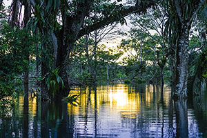 Caño Negro Wildlife Refuge Caño Negro floating safari