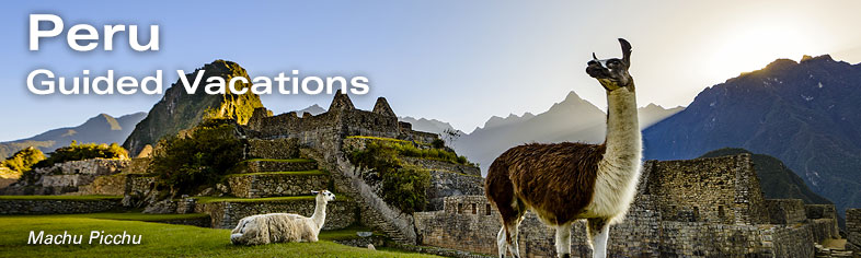 Llamas in Machu Picchu, Peru