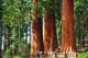John Muir Lodge Sequoias