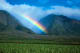 Maui Maui Rainbow