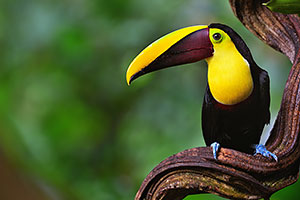 Tortuguero Toucan, Costa rice