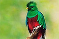 Monteverde Cloud Forest Reserve