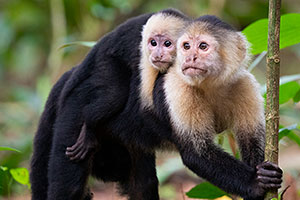 Tortuguero National Park Monkeys in Tortuguero National Park