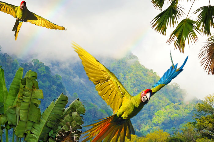 Macaw Parrots, Costa Rica