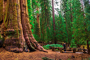 Tourist looking up at Sequoia tree
