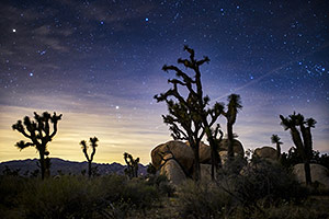 Joshua Trees at night