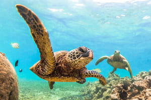 Turtles swimming off the coast of Oahu, Hawaii