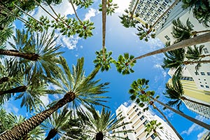 Palm Trees in Miami Florida