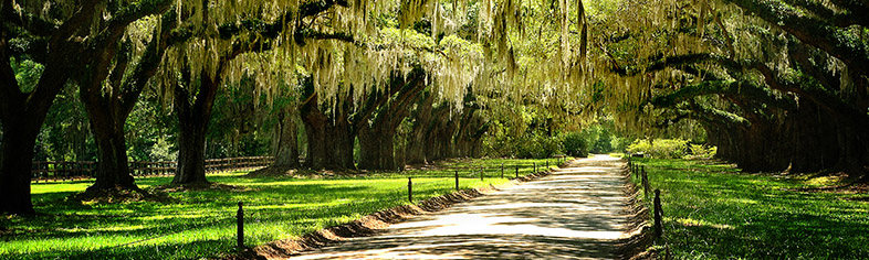 South Carolina Shore