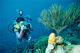 Scuba Diving Vacations