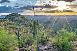 Saguro Cactus, Saguaro National Park
