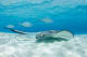 Belize Ray and fish swimming