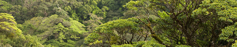 Costa Rica ranforest